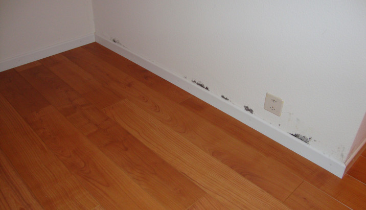 Schimmel Original 07 v2